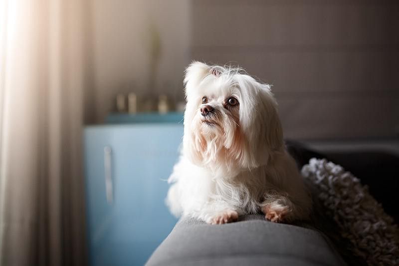 Lhasa Apso dog resting on couch