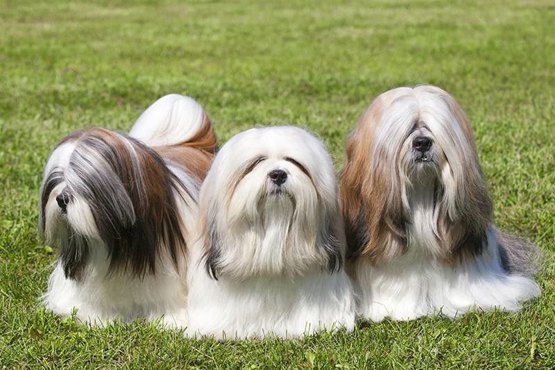 Lhasa Apso dogs