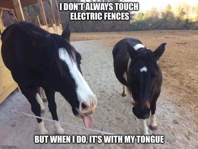 Licking a fence meme