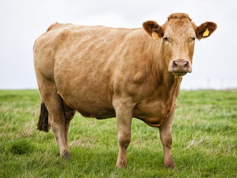 Limousin Beef Cow