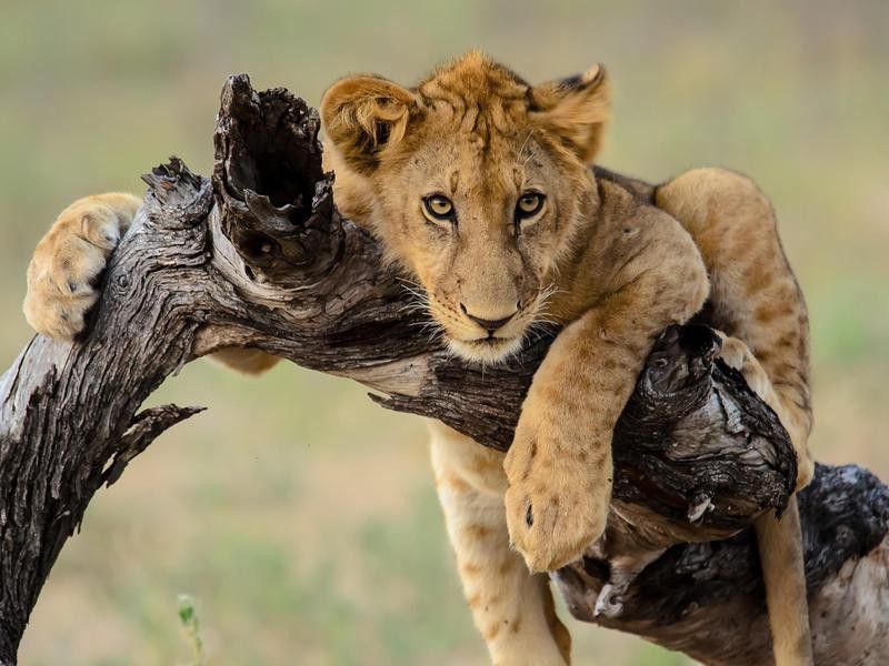 Lion Cub at Selous Game Reserve
