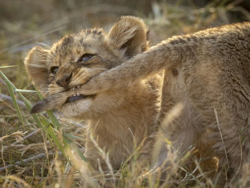 Lion cub playfully pulling its brother's tail with its teeth in Kruger Park in South Africa