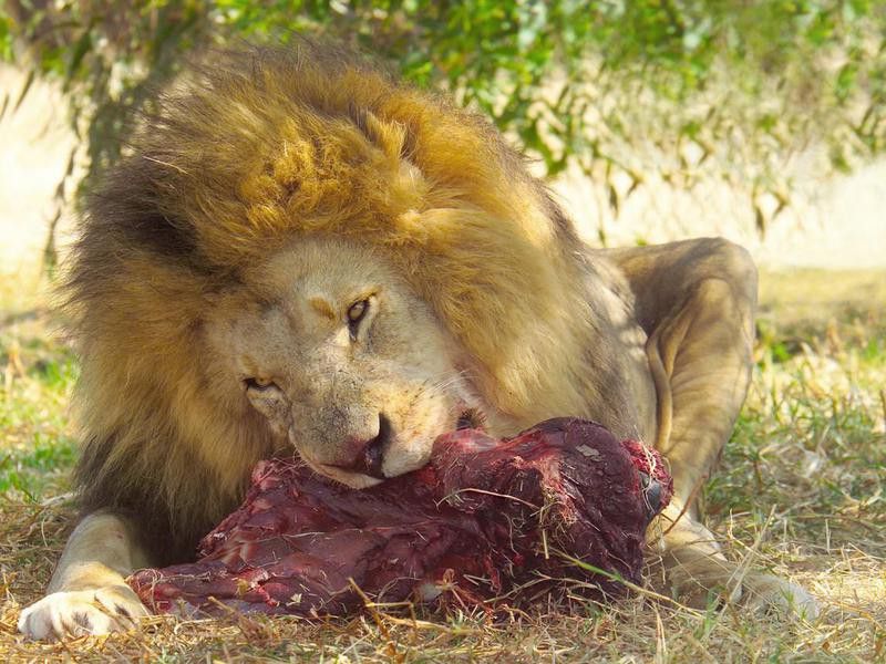 lion lunch