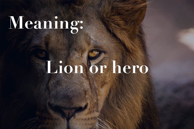 lion or hero
