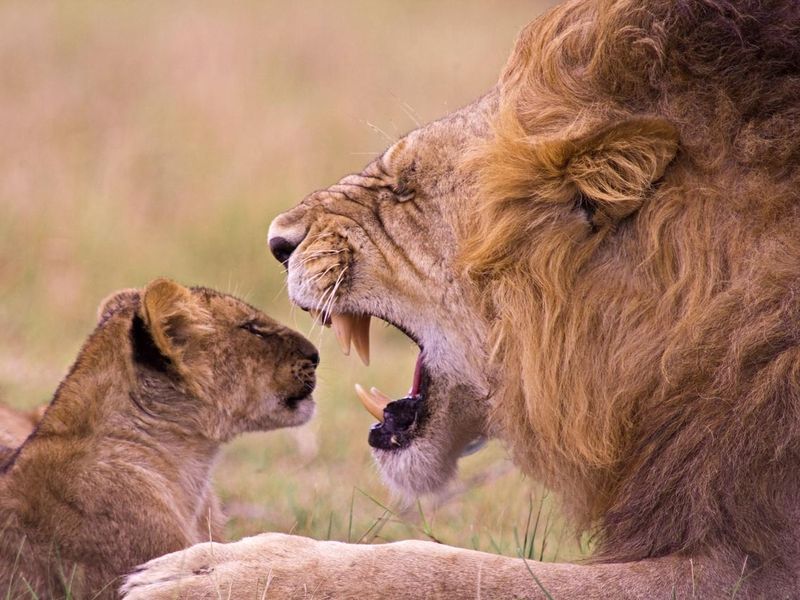 Lion roaring at young cub