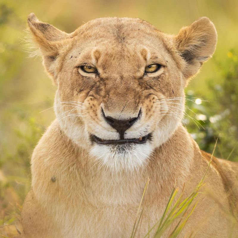 Lion smiling