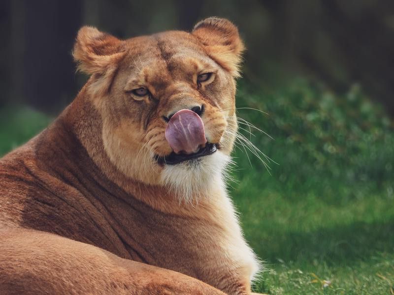 Lion Tongue