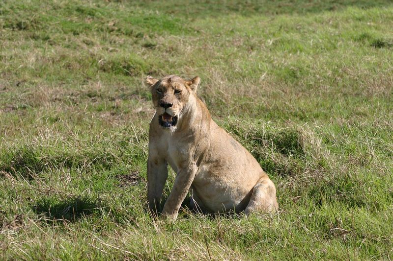 Lioness in Ngorongoro Crater, African Savannah in Tanzania