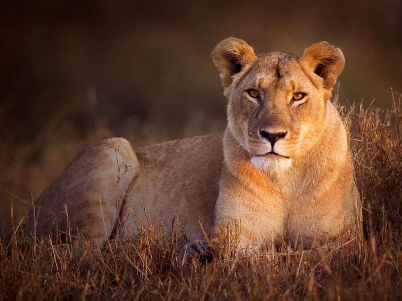 Lioness in the Grass