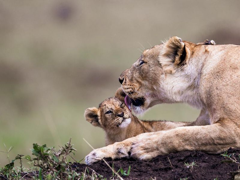Lioness taking care of lion cub in nature.