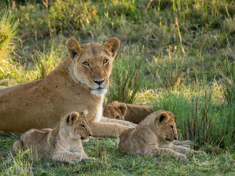 Lioness with three cubs in the Masai Mara Kenya