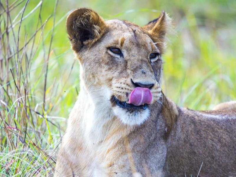 Lionness Licking Her Chops
