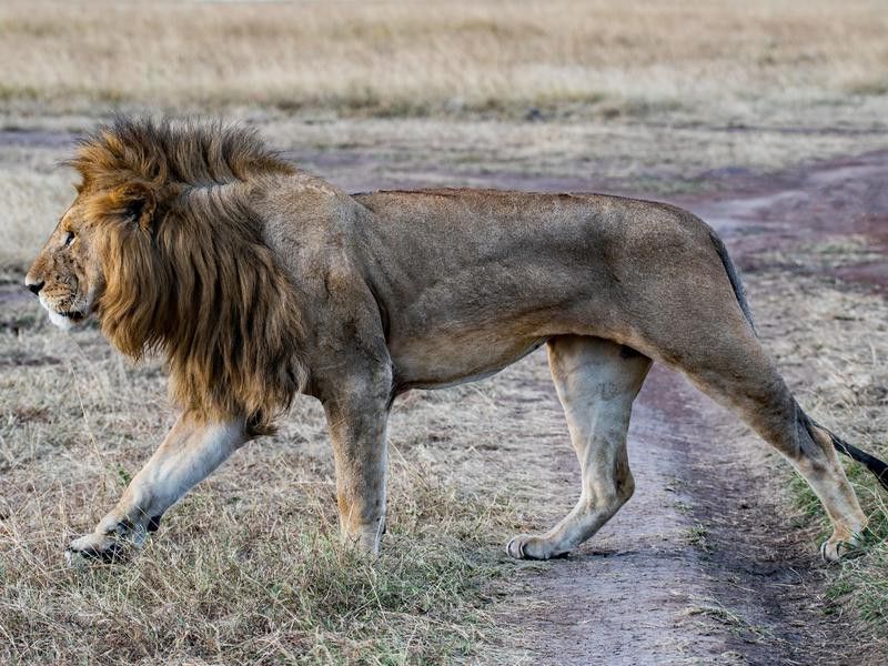 Lions Are Fast Runners, but Not for Long