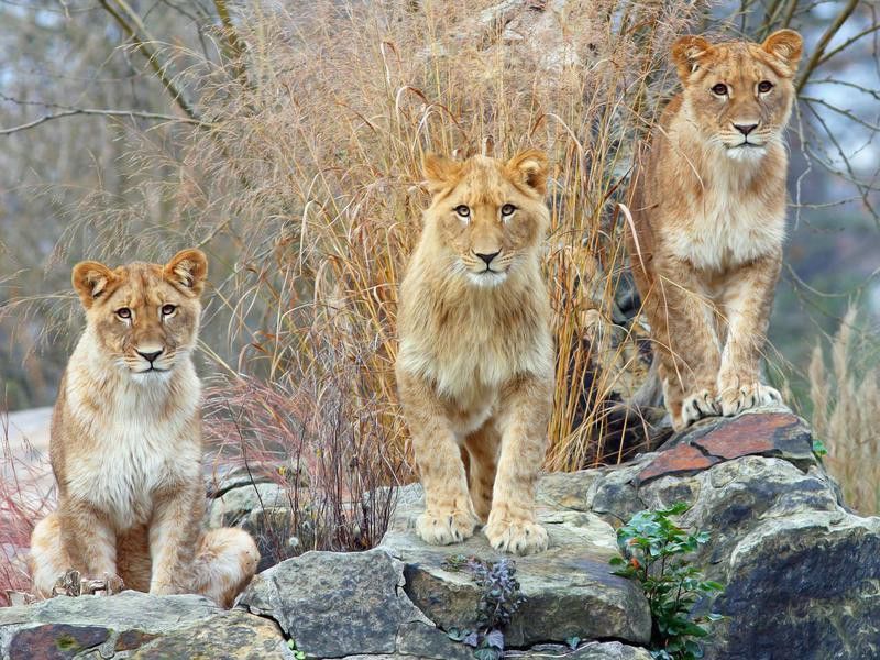 Lions at Zoo Berlin