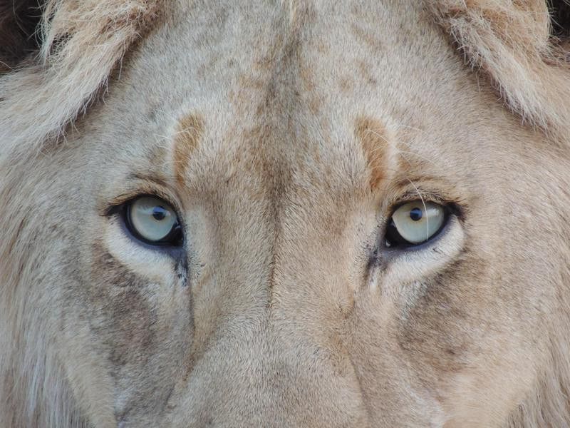 Lions Cannot Move Their Eyes