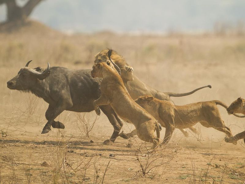 Lions chasing prey