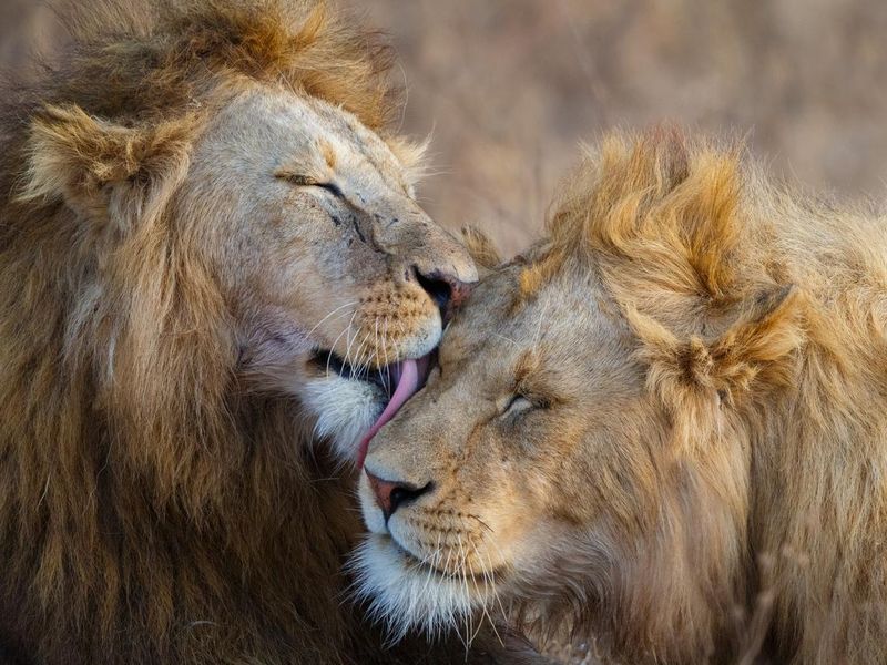 Lions grooming each other