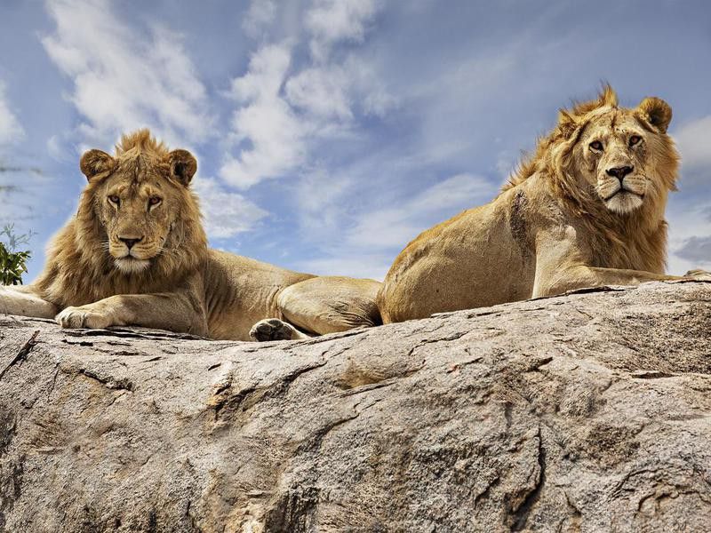 Lions on top of the rock in Serengeti, Tanzania.