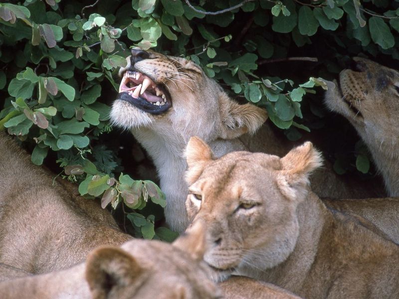 Lions smelling catnip-like shrub