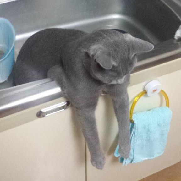 Liquid cat draped over the side of the kitchen sink