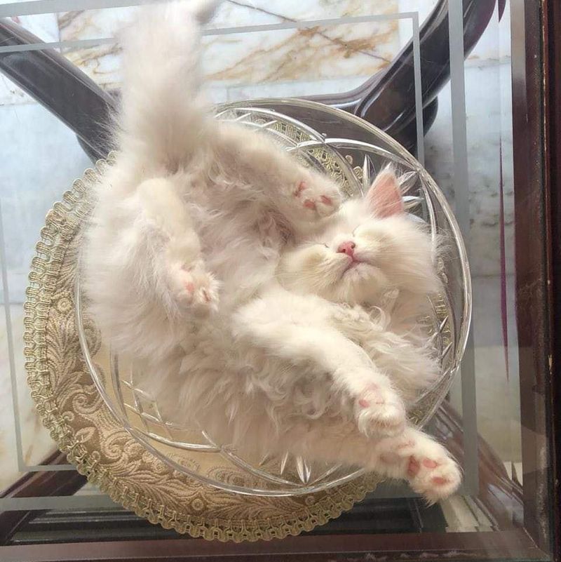 Liquid cat sleeping in a bowl