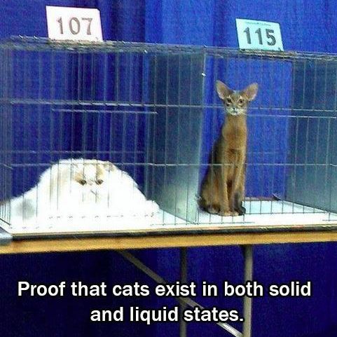 Liquid cat vs solid cat
