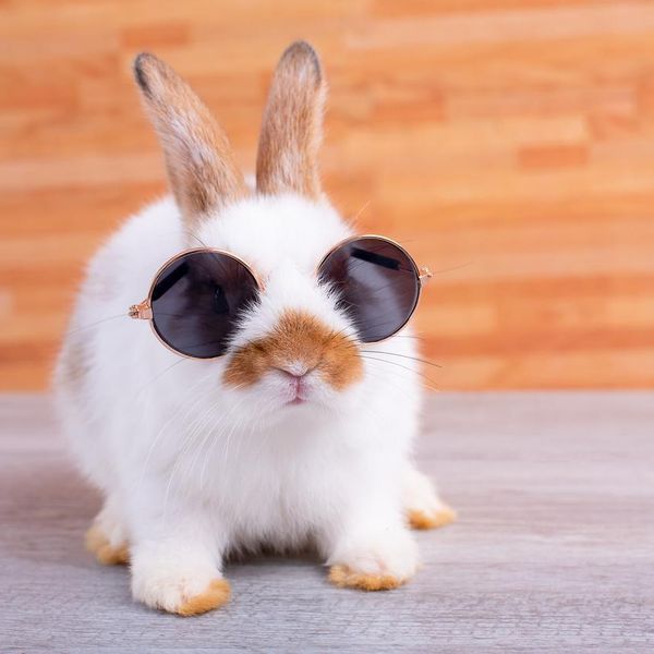 55 Things About Bunnies We Didn’t Realize