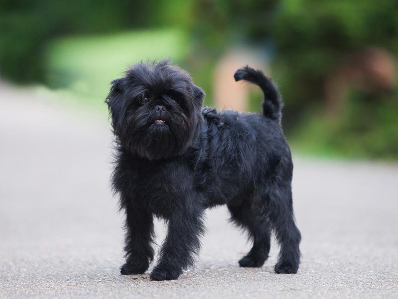 Little black affenpinscher puppy