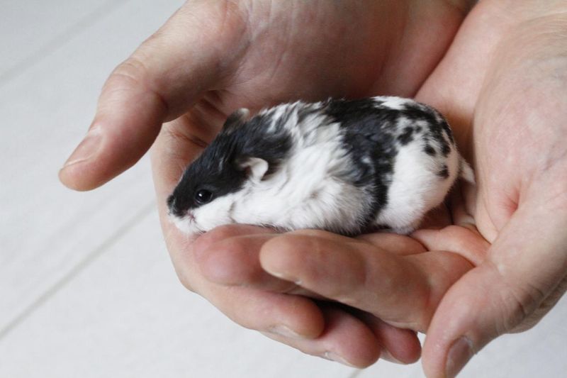 Little black and white hamster in the hands.
