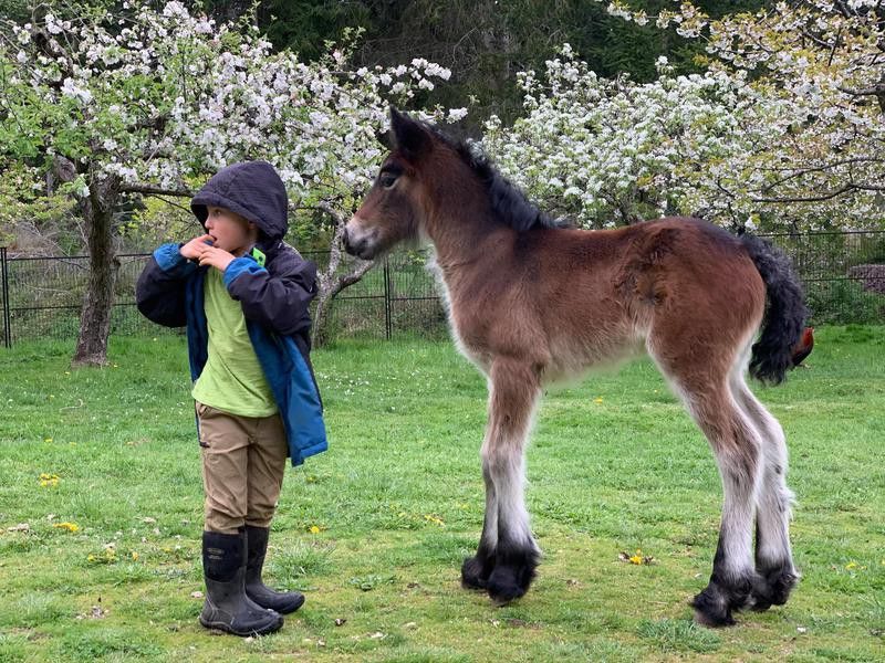 Little boy and Dales pony filly