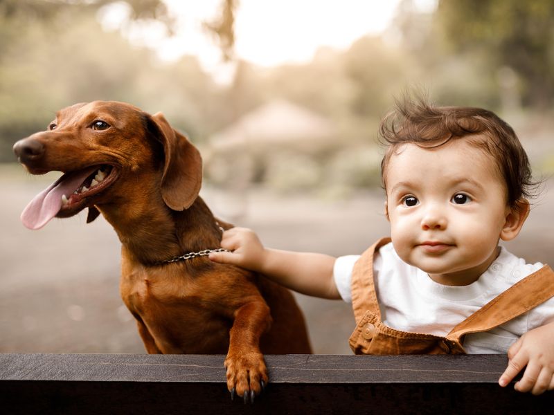 Little boy with his dachshund dog