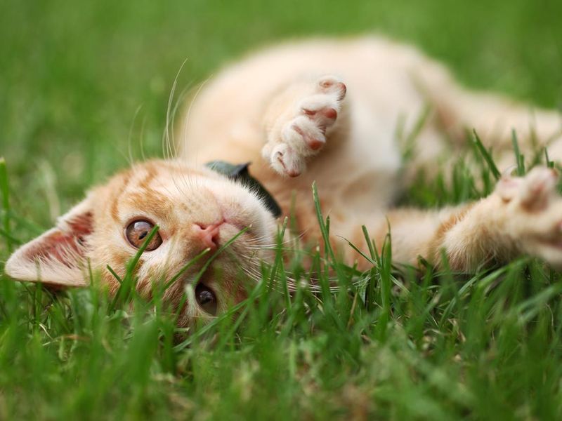Little cat playing in grass