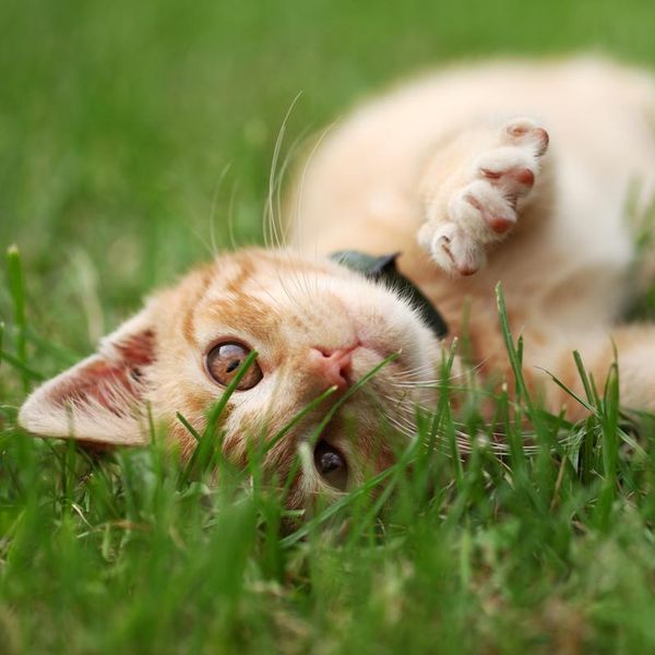 Common Cat Myths That Simply Aren't True