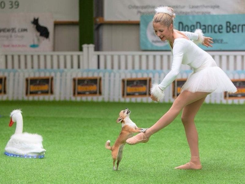 Little Dog and Ballerina Dancing