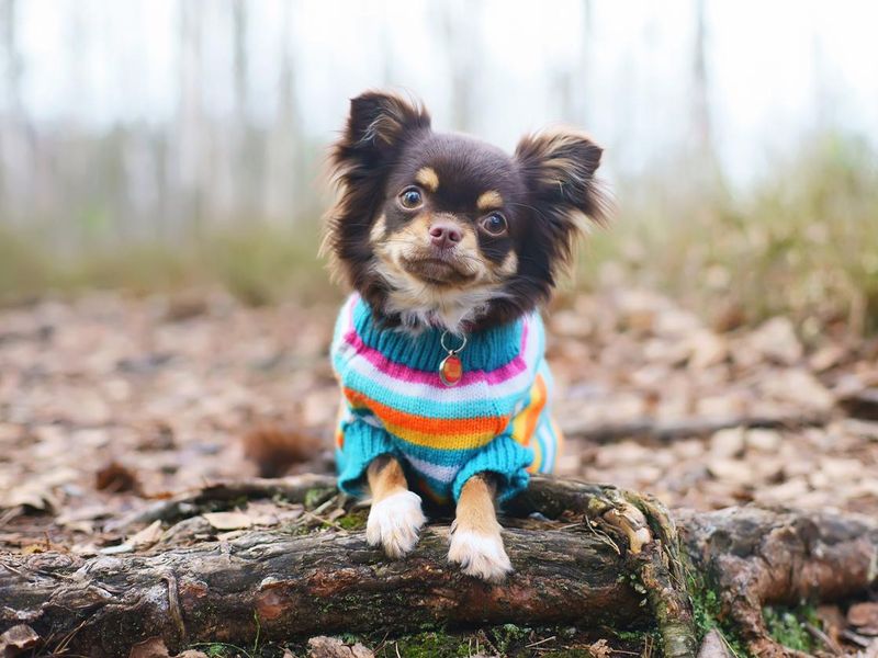 Little dog in knitted sweater lying down on tree roots