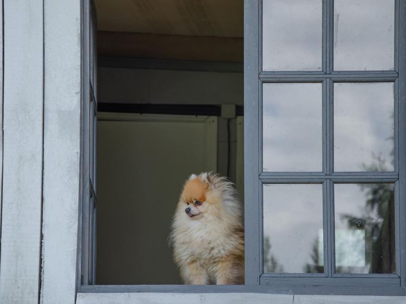 Little dog Spitz in the window. An open wooden window, a dog peeking out of the window.