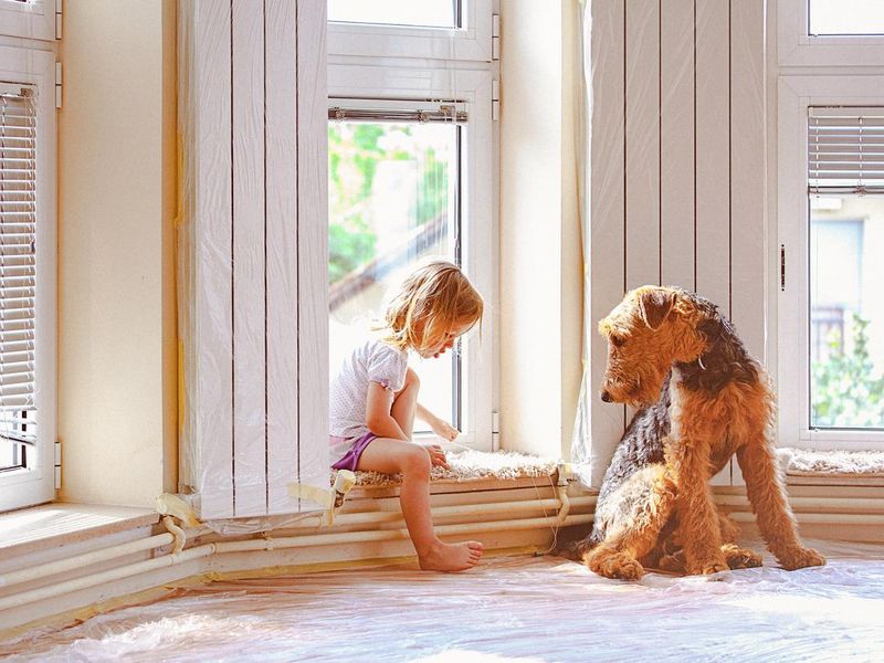 Little girl and Airedale terrier