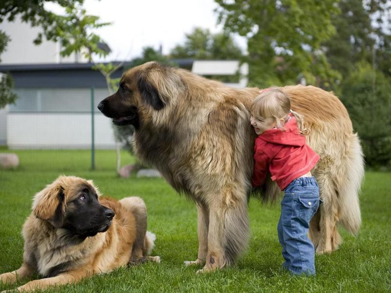Little girl playing with her pet Leonbergers