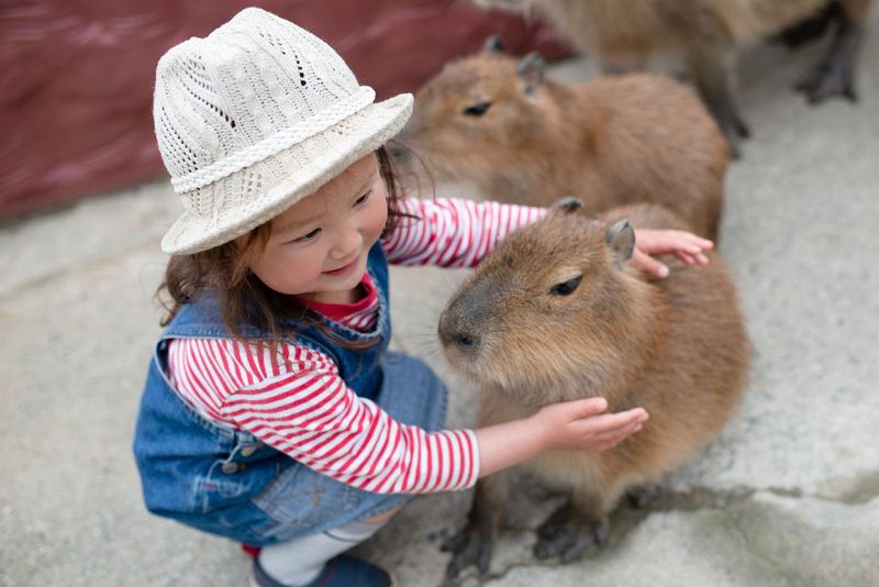 Little girl touching capybara