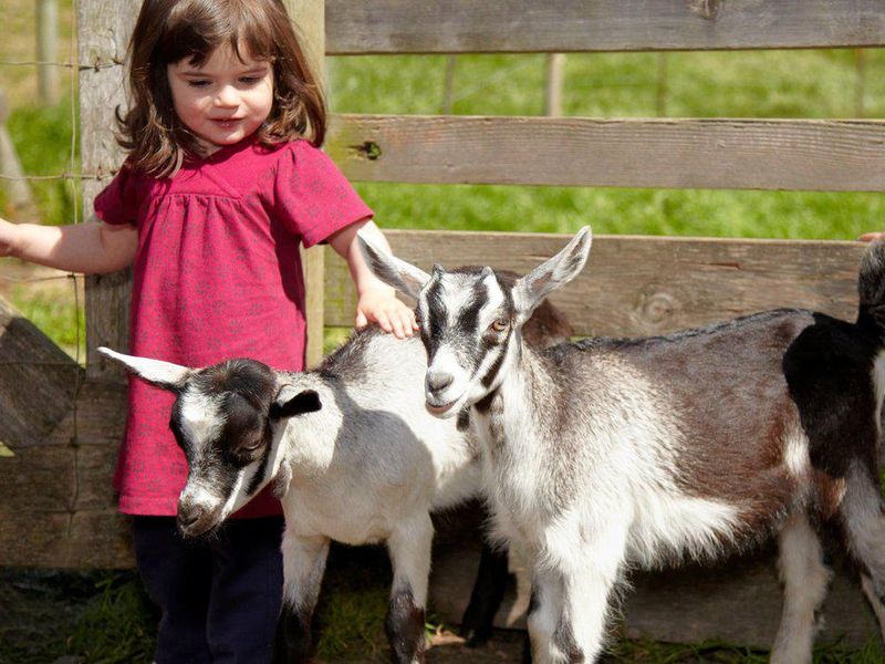 Little girl with goats at Slide Ranch