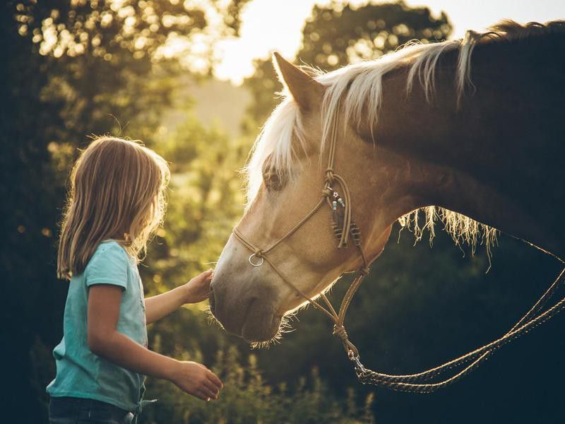 Little girl with her Haflinger pony