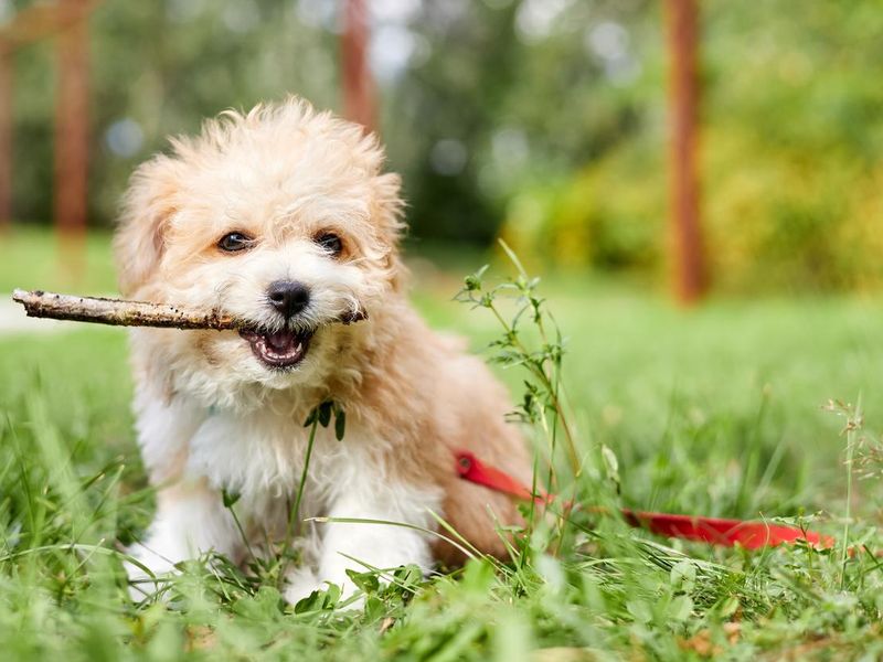 Little Maltipoo puppy holding a stick in his teeth while sitting on the green grass