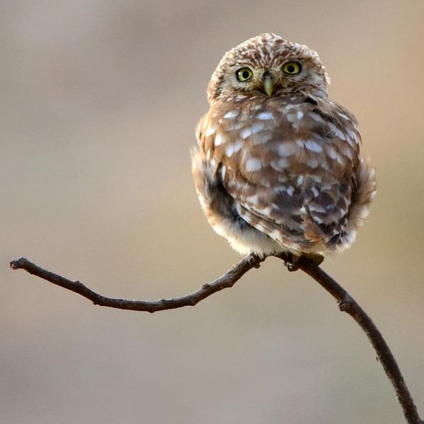 Little owl looking backwards
