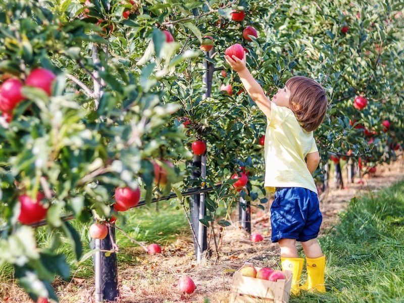 Little toddler boy picking up red apples in apple garden