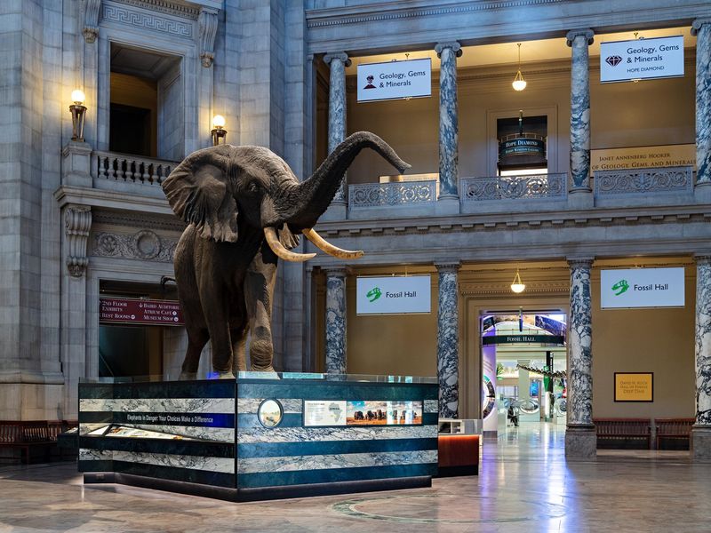 Lobby at National Museum of Natural History