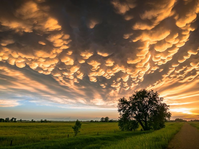 Lone tree below colorful mammatus clouds at the back of a severe thunderstorm