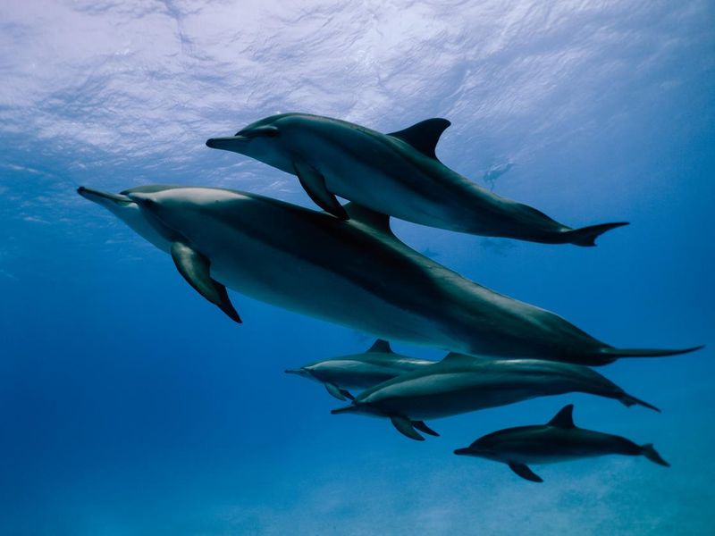 Long-billed dolphins with family