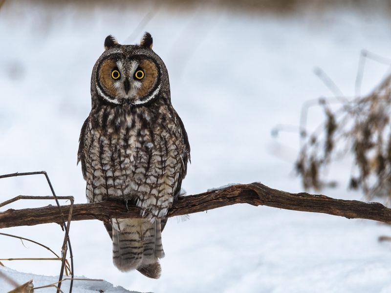 Long-eared owl sitting on a branch in snow