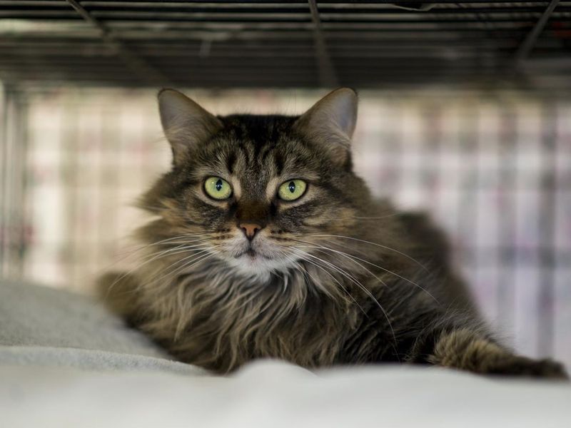 Long-haired cat at the animal shelter