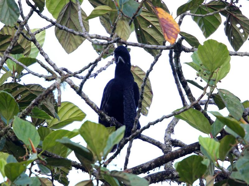 Long-wattled Umbrella Bird perched on tree